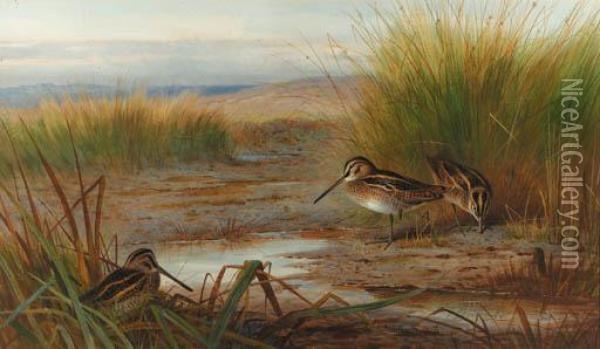 Snipe Feeding Beneath Rushes Oil Painting - Archibald Thorburn