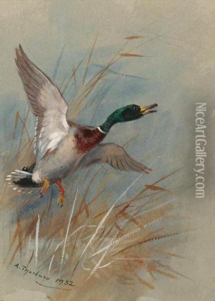 A Mallard Rising From Reeds Oil Painting - Archibald Thorburn