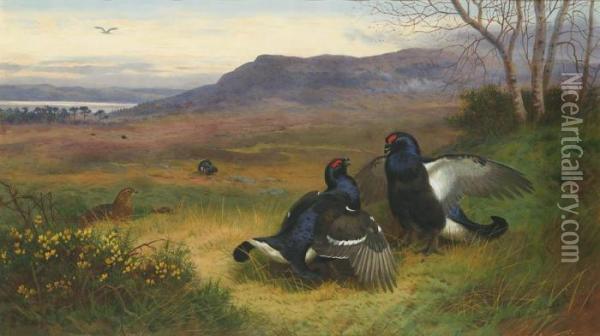 Blackcock At The Lek Oil Painting - Archibald Thorburn