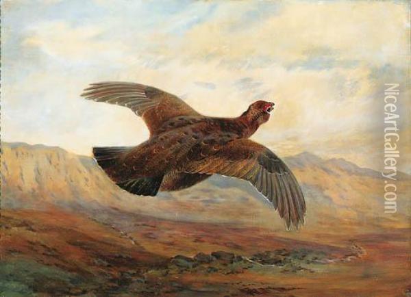 A Red Grouse In Flight Above Moorland Oil Painting - Archibald Thorburn