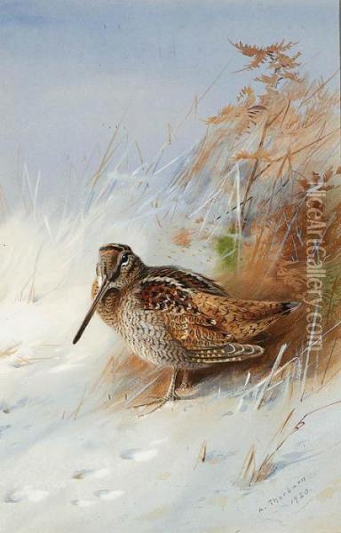A Woodcock In Winter Oil Painting - Archibald Thorburn