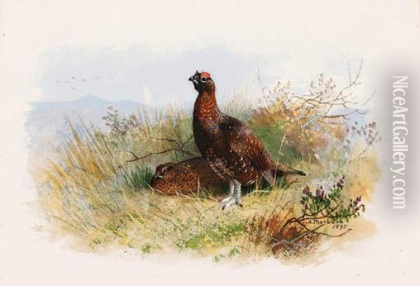 A Pair Of Red Grouse Oil Painting - Archibald Thorburn