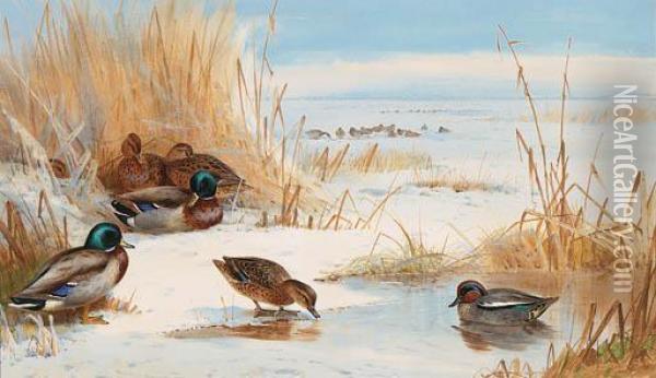 Mallard And Teal On A Frozen Lake Oil Painting - Archibald Thorburn