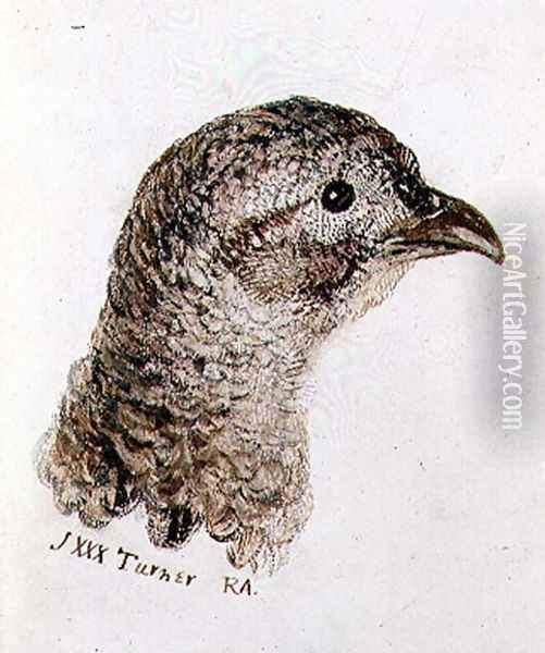 Hen Pheasant, from The Farnley Book of Birds, c.1816 Oil Painting - Joseph Mallord William Turner