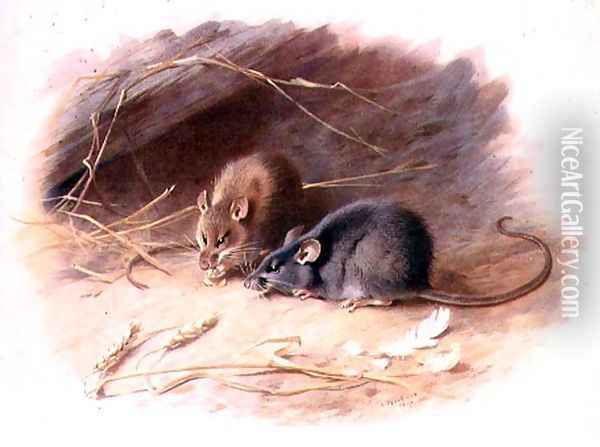 Mus alexandrinus and Mus rattus Alexandrine Rat and Black Rat plate 29 of British Mammals, 1919, pub. 1921 Oil Painting - Archibald Thorburn