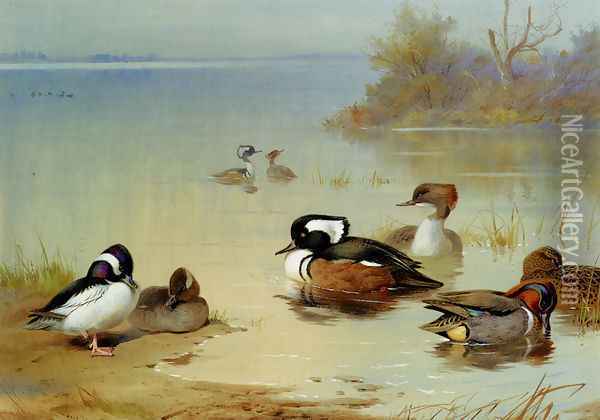 Buffel-headed duck,, American green-winged teal and hooded merganser Oil Painting - Archibald Thorburn