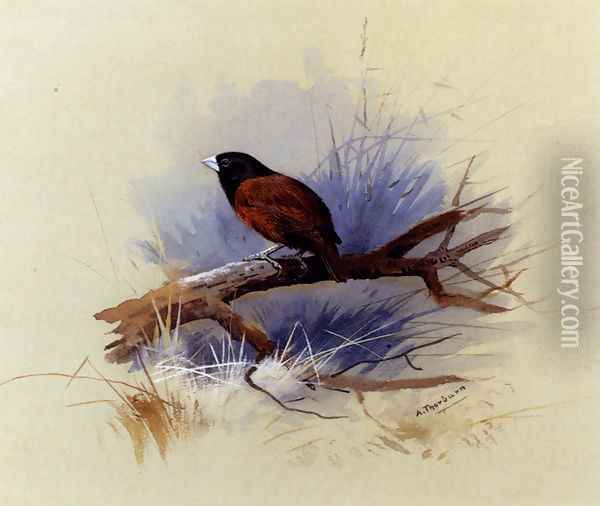 A Nepalese black-headed nun in the branch of a tree Oil Painting - Archibald Thorburn
