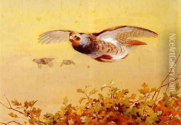 English Partridge In Flight Oil Painting - Archibald Thorburn