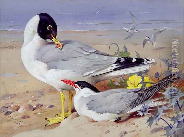 Black headed gulls Oil Painting - Archibald Thorburn