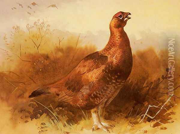 Cock Grouse Oil Painting - Archibald Thorburn