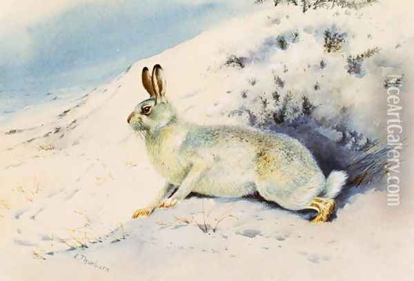Hare Oil Painting - Archibald Thorburn
