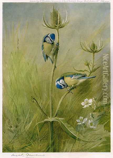 Blue Tits on Teasel Oil Painting - Archibald Thorburn