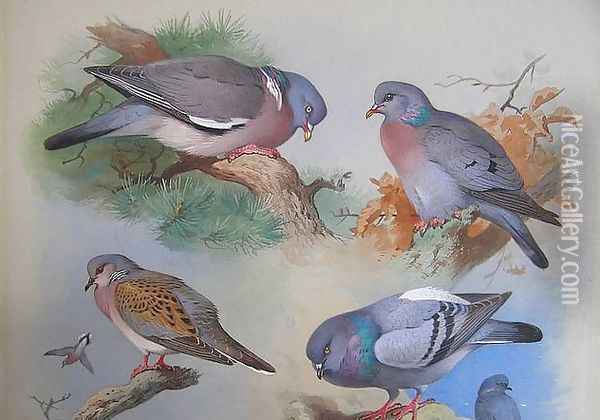 A Wood Pigeon, A Stock Dove, A Turtle Dove, A Rock Pigeon Oil Painting - Archibald Thorburn
