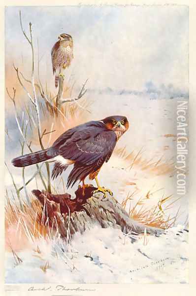Sparrowhawk Oil Painting - Archibald Thorburn