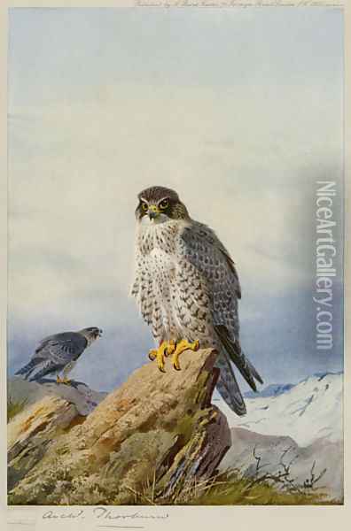 Gyr-Falcon Oil Painting - Archibald Thorburn
