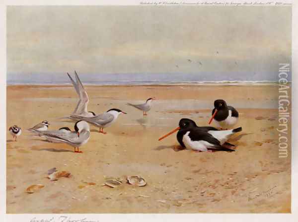 Oyster Catchers, Terns and Ringed Plovers Oil Painting - Archibald Thorburn
