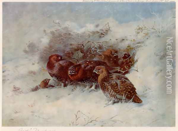 Grouse Sheltering Oil Painting - Archibald Thorburn