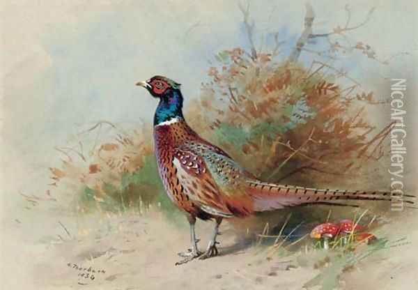 A cock pheasant 3 Oil Painting - Archibald Thorburn