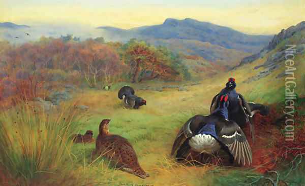 Blackcock fighting Oil Painting - Archibald Thorburn