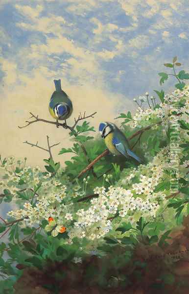 Blue tits and an orange tip butterfly among hawthorn blossom Oil Painting - Archibald Thorburn