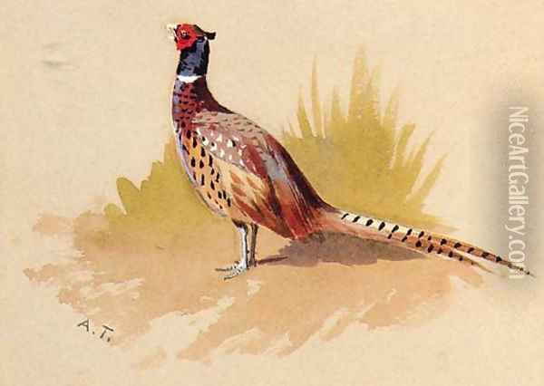 A Cock Pheasant, a study Oil Painting - Archibald Thorburn