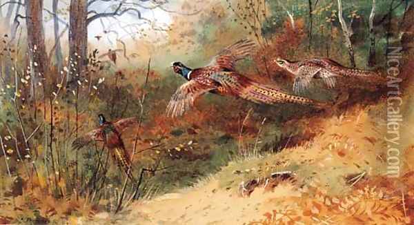 Cock Pheasants and a Hen Pheasant in flight Oil Painting - Archibald Thorburn