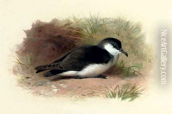 Dusky Shearwater, Puffinus Obscurus Oil Painting - Archibald Thorburn