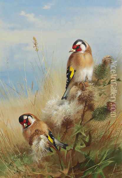 Goldfinches among thistles Oil Painting - Archibald Thorburn