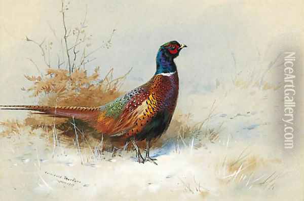 A Cock Pheasant 2 Oil Painting - Archibald Thorburn