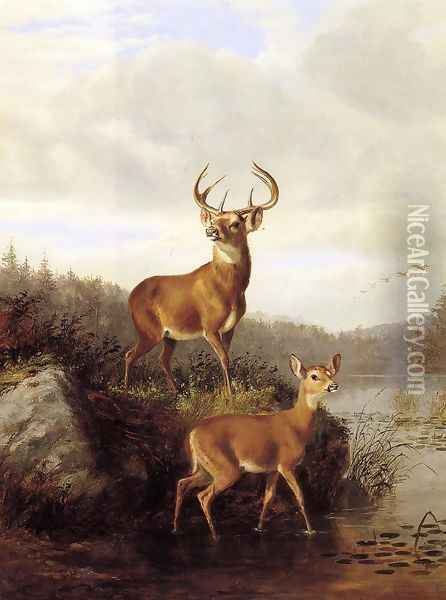 Buck and Doe Oil Painting - Arthur Fitzwilliam Tait