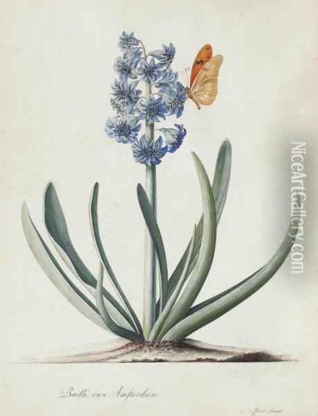 A Double Blue Hyacinth (hyacinthus Orientalis) With A Butterfly Oil Painting - Georg Dionysius Ehret