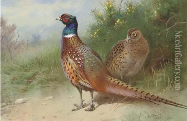A Hen And Cock Pheasant By Gorse Oil Painting - Archibald Thorburn