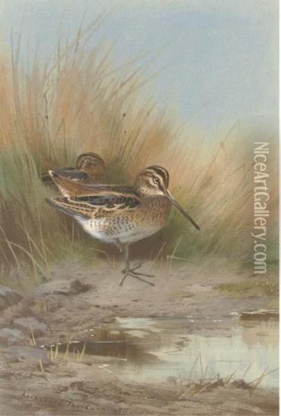 Snipe At The Water's Edge Oil Painting - Archibald Thorburn
