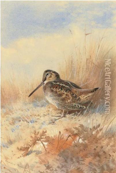 A Woodcock At The Edge Of A Field Oil Painting - Archibald Thorburn