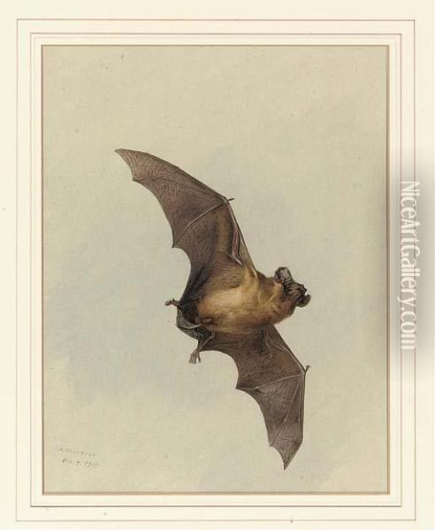 A Horse-shoe Bat Oil Painting - Archibald Thorburn