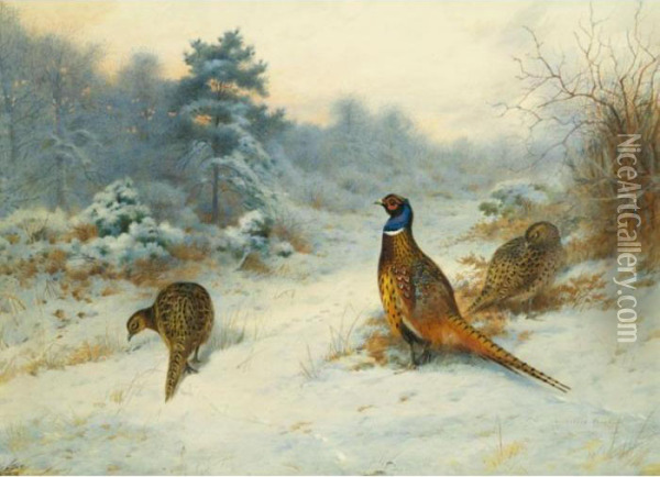 Winter's Sunset, Pheasants In The Snow Oil Painting - Archibald Thorburn