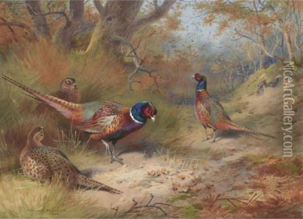 Ring Neck Pheasants Oil Painting - Archibald Thorburn