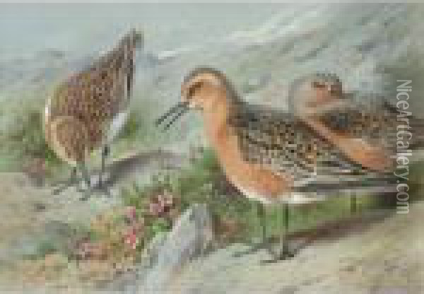 A Trio Of Knots Oil Painting - Archibald Thorburn