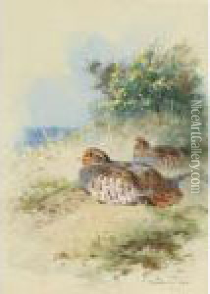 A Brace Of Grey Partridges Oil Painting - Archibald Thorburn