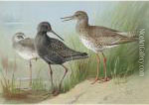 A Trio Of Redshank Oil Painting - Archibald Thorburn