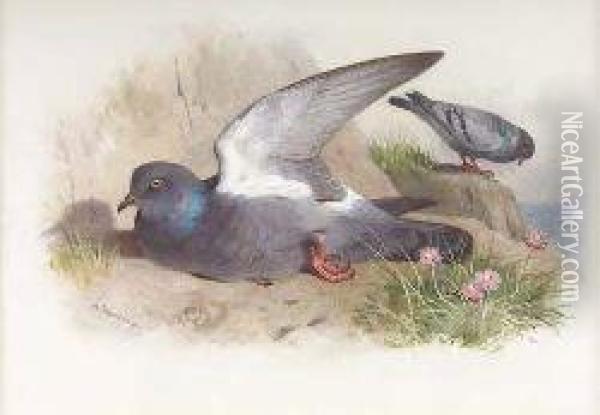 Rock-dove Oil Painting - Archibald Thorburn