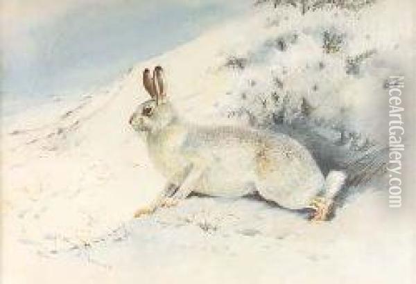 Mountain Hare Oil Painting - Archibald Thorburn