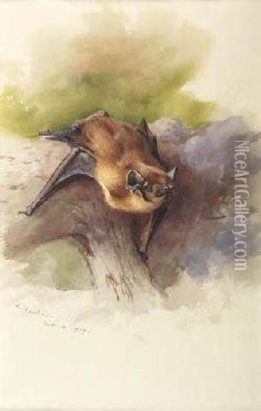 Bat Oil Painting - Archibald Thorburn