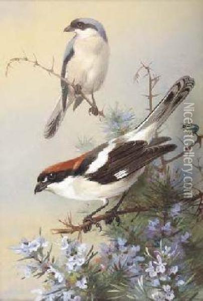 Grey-backed Shrike And Woodchat Shrike Oil Painting - Archibald Thorburn