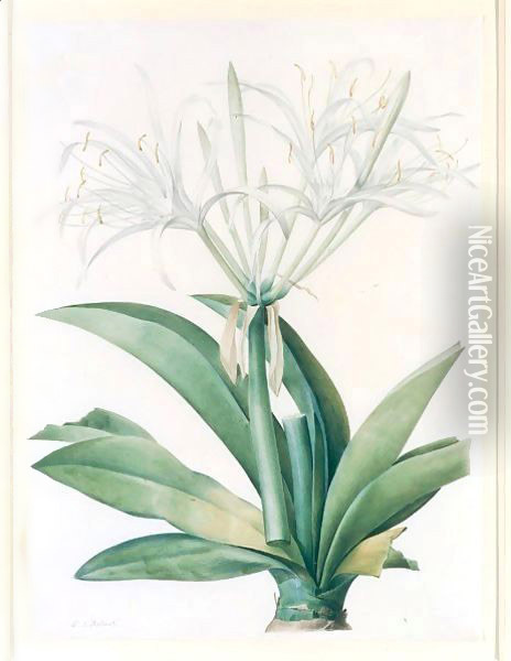 A Caribbean New World Pancratius Lily (Pancratium Speciosum) Oil Painting - Pierre-Joseph Redoute