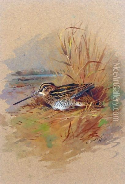 A Snipe Sheltering Oil Painting - Archibald Thorburn