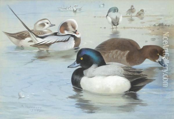 A Pair Of Long-Tailed Ducks And A Pair Of Scaup Oil Painting - Archibald Thorburn