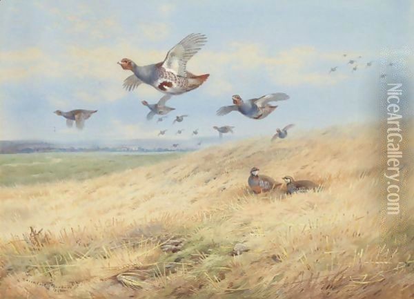 Grey Partridges In Flight Oil Painting - Archibald Thorburn