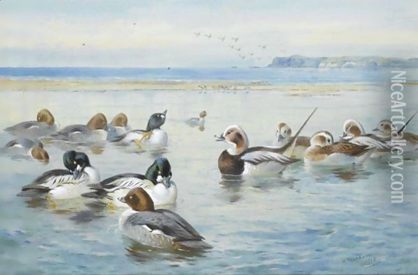 Goldeneyes And Longtails Oil Painting - Archibald Thorburn