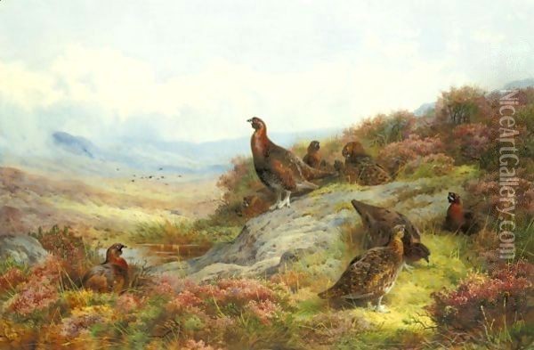 Red Grouse In A Landscape Oil Painting - Archibald Thorburn